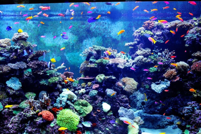 acquario
