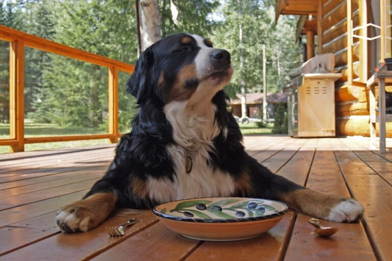 cibo per cani